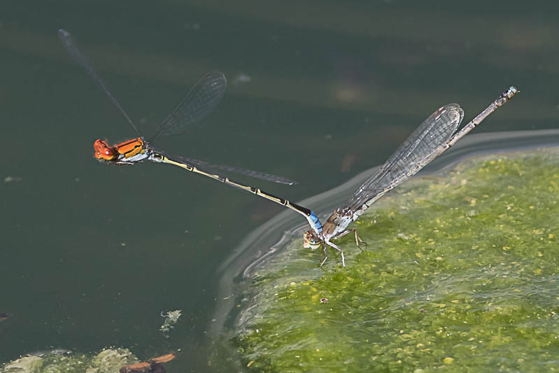 Pseudagrion massaicum (Massai Sprite) tandem.jpg